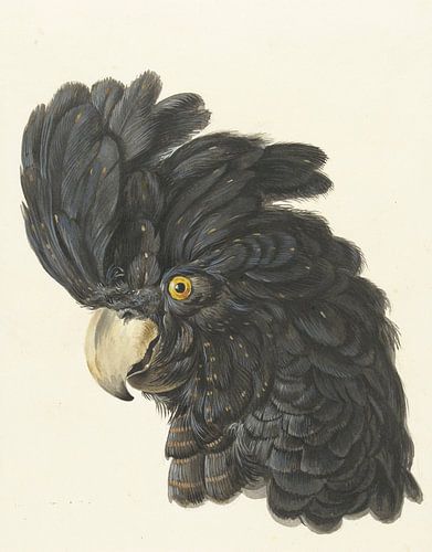 Hoofd van een kaketoe, Aert Schouman