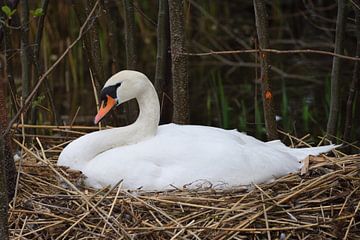 Knobbelzwaan op nest. van Wim Jacobs