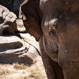 Een aziatische olifant van Callista de Sterke