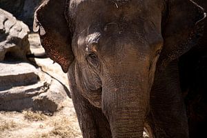 Een aziatische olifant van Callista de Sterke