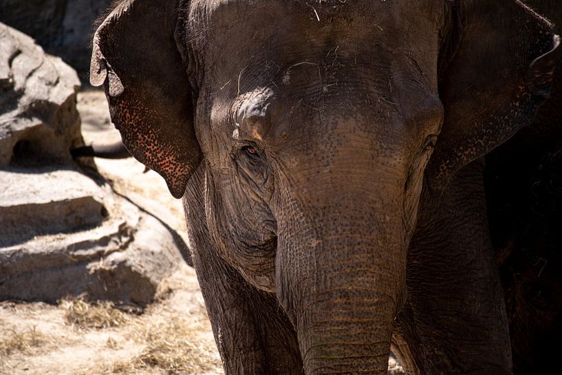 An Asian elephant by Callista de Sterke