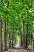 Forest #2