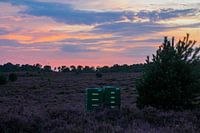 Heide