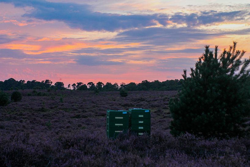Heide by Hasse Schoo