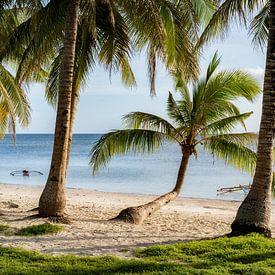 Palmen und Meer mit Bangka Boot zum Sonnenuntergang auf der Insel Siquijor auf Philippinen von Daniel Pahmeier