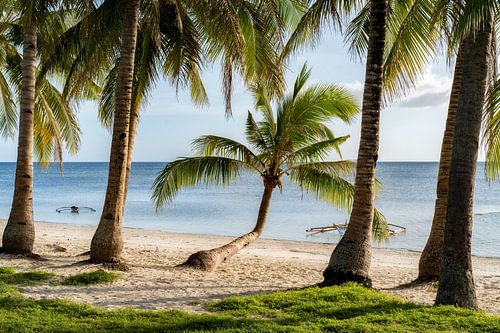 Palm trees and sea with Bangka boat for sunset on Siquijor island in Philippines
