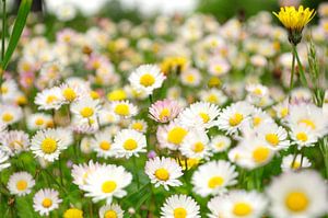 Feld mit Gänseblümchen