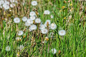 Der Löwenzahn - Taraxacum officinale