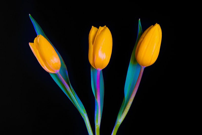 Tulipes jaunes néerlandaises par Celina Dorrestein