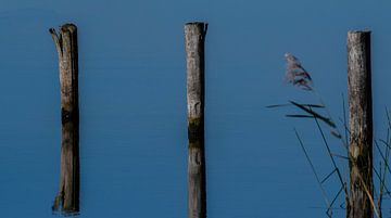 Wooden pole reflection