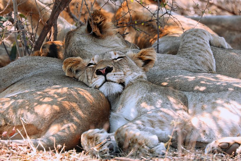 Schlafender Löwe, Südafrika von W. Woyke
