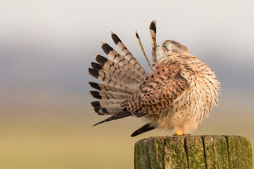 Torenvalk aan het poetsen