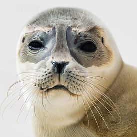 Seal by Dirk Stöckle