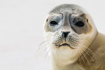 Seal by Dirk Stöckle
