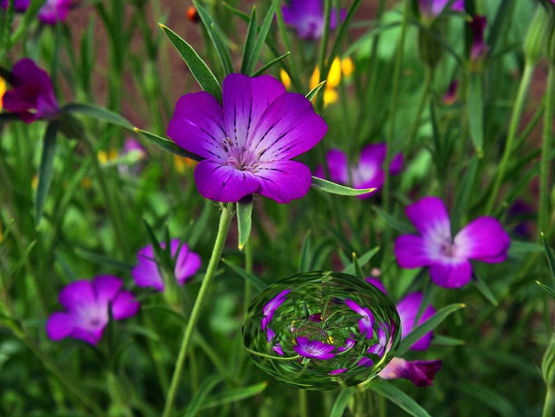 campion par Edgar Schermaul