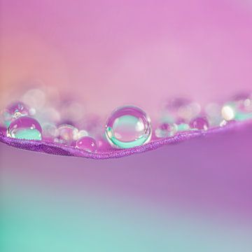 Spring! Drops resting on a leaf by Marjolijn van den Berg