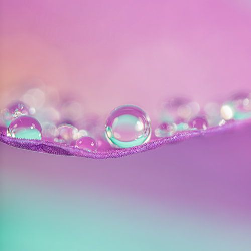 Le printemps ! Des gouttes reposent sur une feuille sur Marjolijn van den Berg