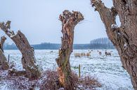 Schapen in winters landschap van Moetwil en van Dijk - Fotografie thumbnail