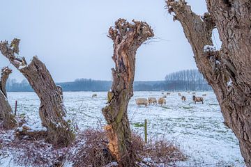 Schapen in winters landschap van Moetwil en van Dijk - Fotografie