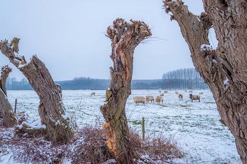 Schapen in winters landschap