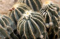 Cactus by Sandra Hogenes thumbnail