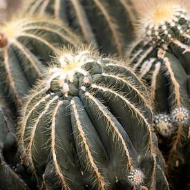 Cactus by Sandra Hogenes