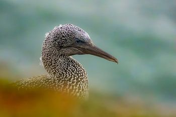 Juveniele Jan van Gent