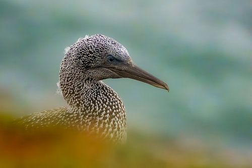 Der jugendliche Jan van Gent