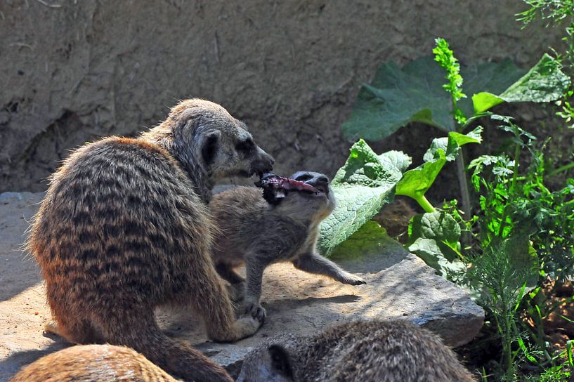 Meerkat kwekerij van Ingo Laue