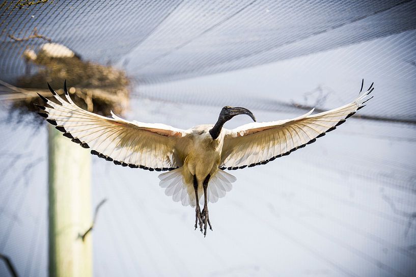 Vogel in vlucht van Photography by Karim