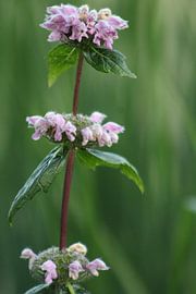 flowers, nature, pink