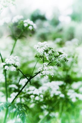 pinksterbloemen in volle bloei von Marianne Bras