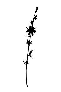 Botanical basics. Black and white drawing of a simple flower. Chicory no. 1 by Dina Dankers