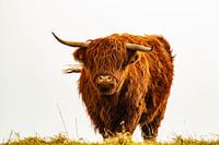 Schotse Hooglander