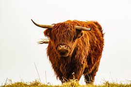 Schottischer Highlander von Claudia Esveldt