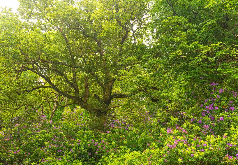 Rhododendrons - Killarney (Ireland) by Marcel Kerdijk