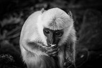 Monkey Mind