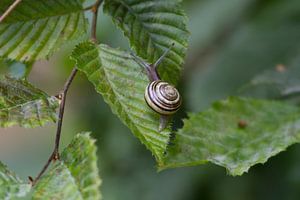 Wanderschnecke