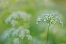 Fluitenkruid, Hollands kant langs de bermen 1 van Jaap Tanis