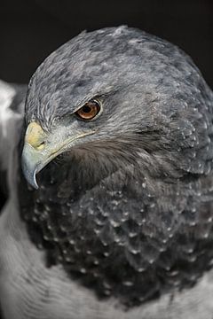The sharp eyes of an eagle sur Arie Storm