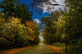 Autumn colours along a beautiful forest path. by Brian Morgan