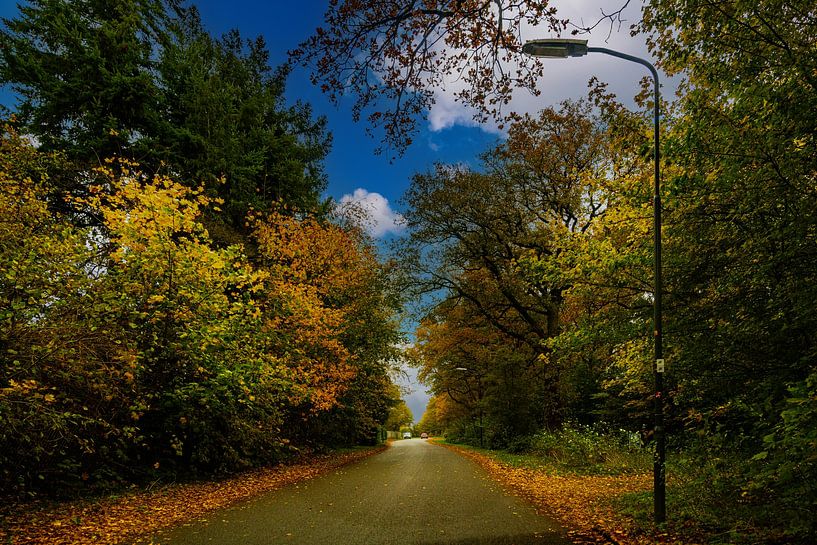 Autumn colours along a beautiful forest path. by Brian Morgan