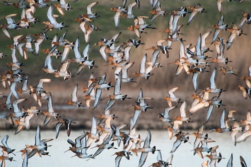 Barge à queue noire en vol