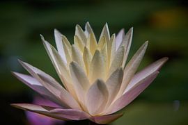 Nénuphar blanc-rose doux en gros plan sur Gevk - izuriphoto