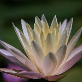 Nénuphar blanc-rose doux en gros plan sur Gevk - izuriphoto