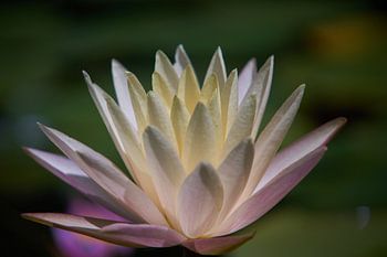 Soft white-pink water lily in close-up