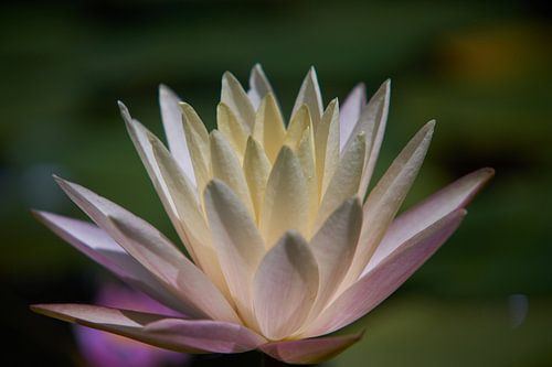 Nénuphar blanc-rose doux en gros plan