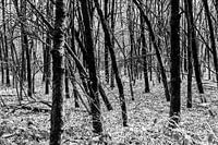 Les arbres cachent la forêt