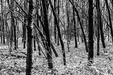 Door de bomen het bos niet meer zien