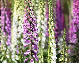 Fleurs sauvages